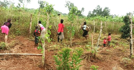 Clearing the bush ready for planing vanilla beans